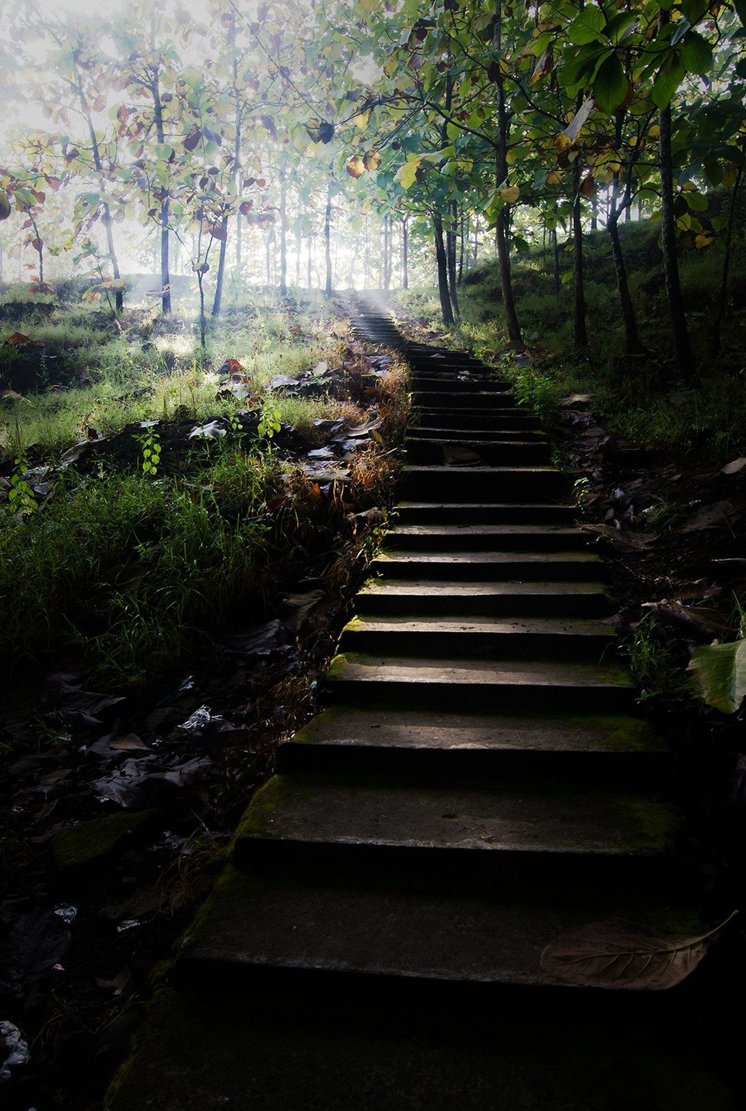 Mossy stone steps climbing through trees into misty light